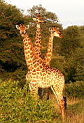 giraffes akeru IMG_4446.jpg
